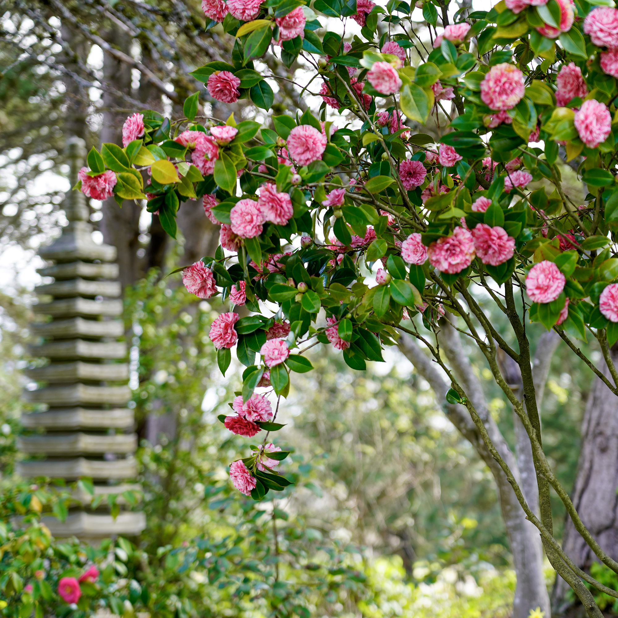 Sculpture and camellia flowers in the Japanese garden