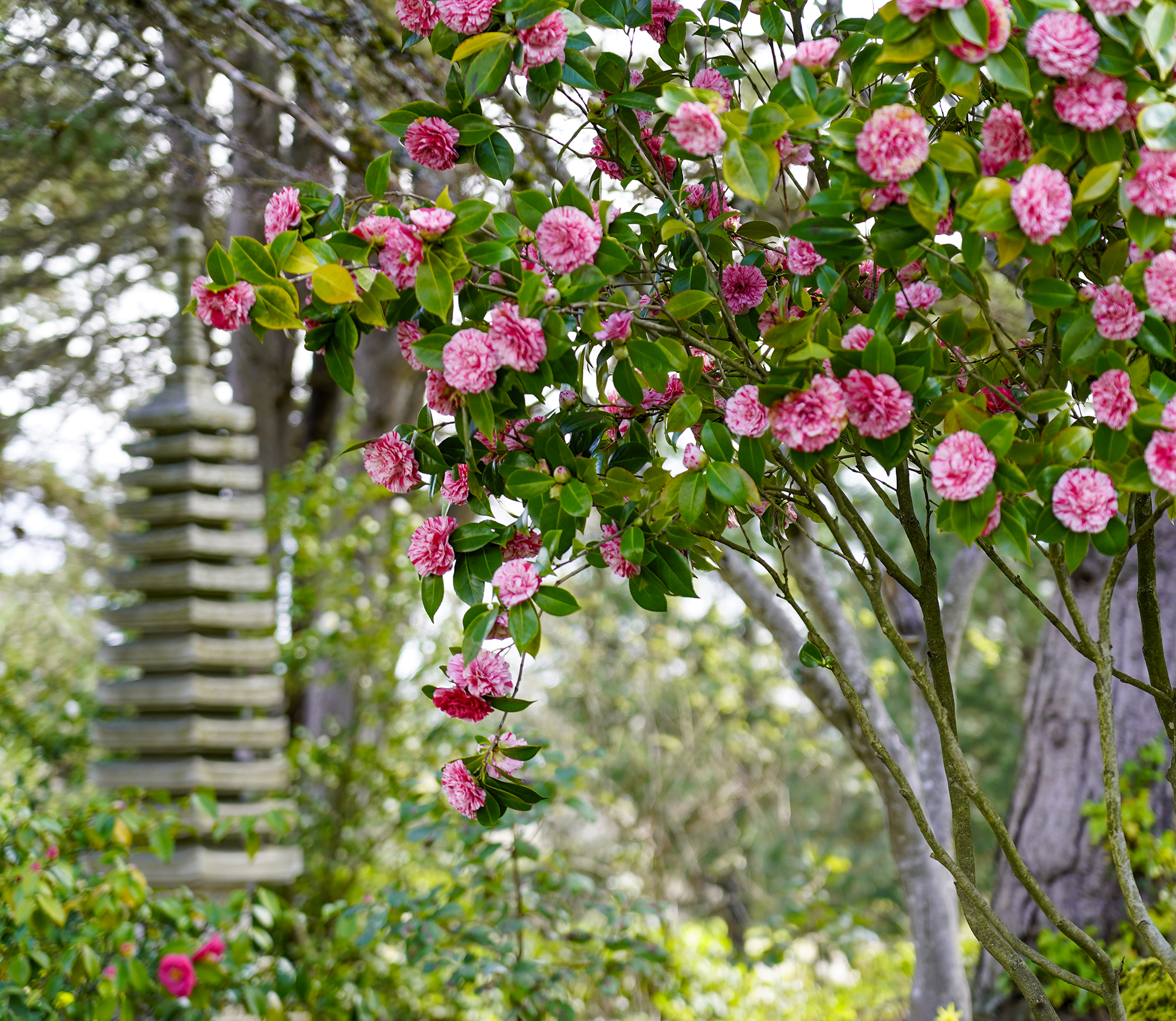 Statue and camellia flowers in the Japanese garden
